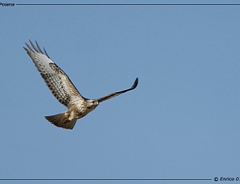 Animali 160